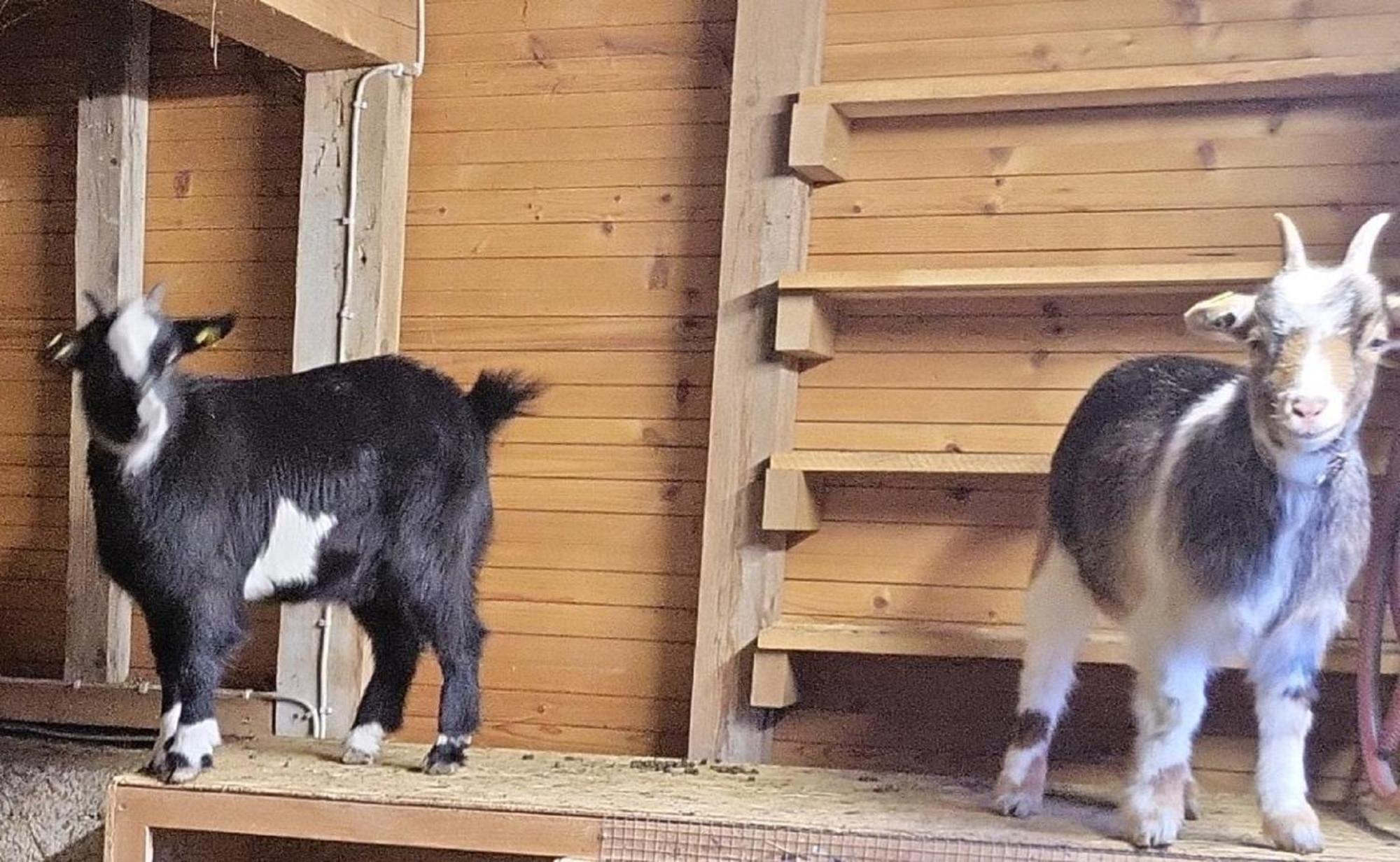 Ferienwohnung Goldfasan Lam Eksteriør billede